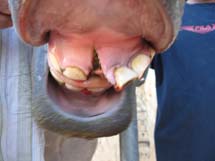 dentista equino club hipico malaga
